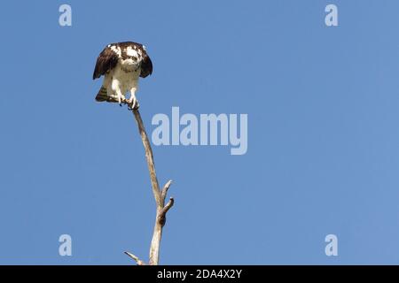 Osprey volant dans le parc national des Everglades. Pandion haliatus. Banque D'Images