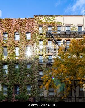 Scène d'automne sur la 15e rue dans le quartier de Chelsea New York avec des bâtiments couverts de lierre et des arbres colorés Banque D'Images