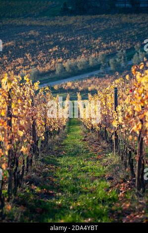 Feuillage de paysage toscan. Vignobles en automne au coucher du soleil. Banque D'Images