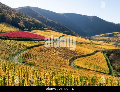 Automne vignobles colorés avec un champ de vin en forme de coeur sur les pentes dans la région viticole de la vallée de l'Ahr près de Mayschoss en automne, Eifel, Allemagne Banque D'Images