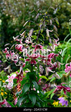 lilium Black Beauty,Lily Black Beauty,OT gliath lilies,Dark Red Flower,Floraison,RM Floral Banque D'Images