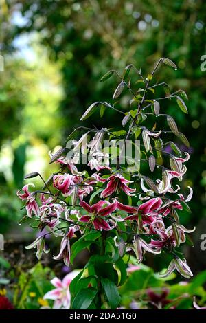 lilium Black Beauty,Lily Black Beauty,OT goliath lys,fleur rouge foncé,fleurs,Floraison,RM Floral Banque D'Images