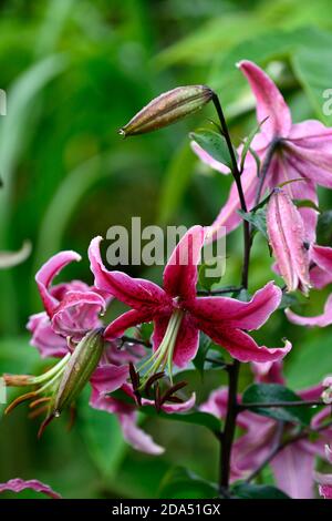 lilium Black Beauty,Lily Black Beauty,OT goliath lys,fleur rouge foncé,fleurs,Floraison,RM Floral Banque D'Images