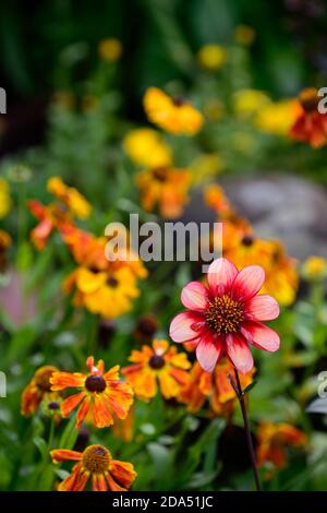 dahlia totalement tangerine,dahlias,orange,fleur,fleurs,Floraison,vivace,vivaces,vivaces,Helenium et dahlias,orange pâle rose lueur,anemone fleuri dahl Banque D'Images