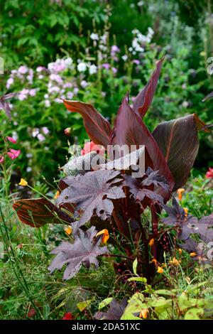 Canna tropicana, Ricinus,Dahlia,plantation mixte,feuilles,feuillage,sombre,couleur, feuilles de bronze,RM Floral Banque D'Images