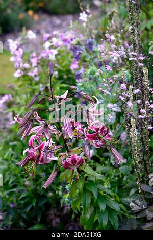 lilium Black Beauty,Lily Black Beauty,OT goliath lys,fleur rouge foncé,fleurs,Floraison,RM Floral Banque D'Images