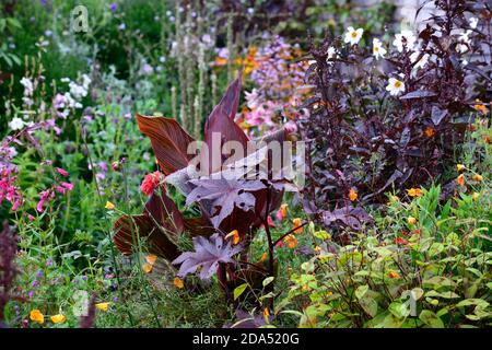 Canna tropicana, Ricinus,Dahlia,plantation mixte,feuilles,feuillage,sombre,couleur, feuilles de bronze,RM Floral Banque D'Images