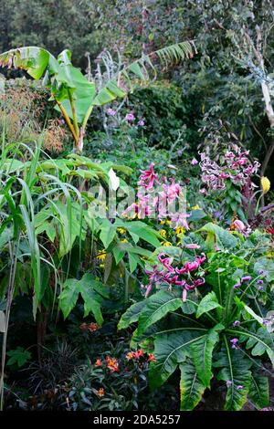 lilium Black Beauty, Lily Black Beauty, Fatsia japonica, musa, programme de plantation exotique, OT goliath lys, sombre Fleur rouge,fleurs,fleur,RM floral Banque D'Images