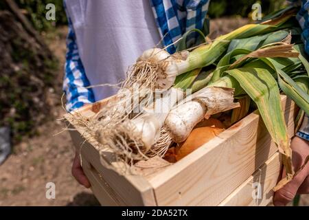 Portrait rapproché des mains d'une jeune femme portant poireaux et oignons dans une boîte en bois Banque D'Images