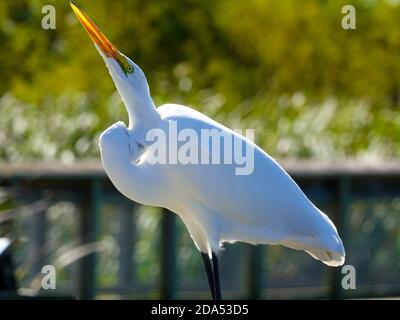 Great Egret, Ardea alba, grand oiseau de passage à gué blanc perché sur la promenade, Sweetwater Wetlands Park, Gainesville, Floride, États-Unis. Banque D'Images