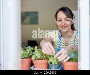 Femme cueillant des herbes maison sur le rebord de la fenêtre Banque D'Images