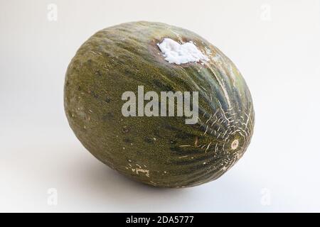 Melon pourri du Père Noël, parfois connu sous le nom de melon de Noël ou de peau de Piel de Sapo ou de Toad, une variété de melon vert d'Espagne Banque D'Images