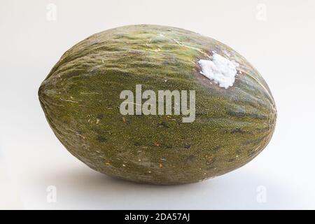 Melon pourri du Père Noël, parfois connu sous le nom de melon de Noël ou de peau de Piel de Sapo ou de Toad, une variété de melon vert d'Espagne Banque D'Images