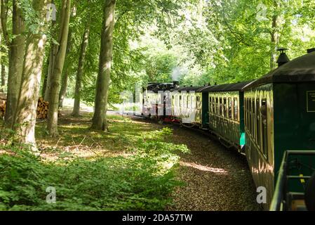 Course de Roland, le célèbre train historique à voie étroite sur l'île de Rügen à pleine vitesse dans une étendue de bois. Banque D'Images