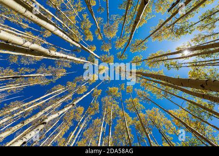 vue grand angle avec les plumes d'automne Banque D'Images