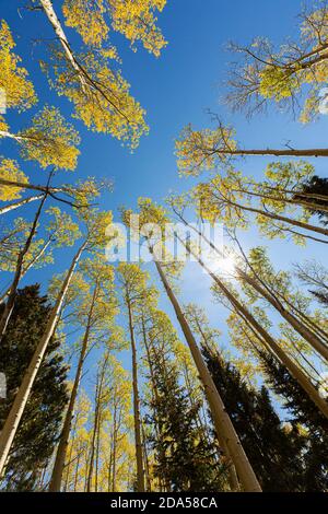 vue grand angle avec les plumes d'automne Banque D'Images