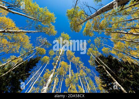 vue grand angle avec les plumes d'automne Banque D'Images