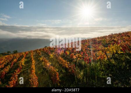 Paysage d'automne coloré de la plus ancienne région viticole du monde dans la vallée du Douro au Portugal, différentes variétés de vignes plantées sur des vignobles en terrasse, pr Banque D'Images