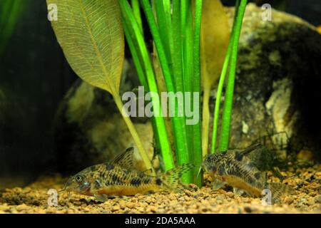Corydoras poissons devant les plantes aquatiques. Il s'agit d'un poisson-chat d'eau douce et d'un poisson de rivière. Banque D'Images