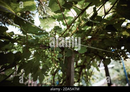 Vue en grand angle d'un bouquet de raisins non mûrs dans l'ombre, soutenu par une corde à faire dans un jardin extérieur ou un vignoble Banque D'Images