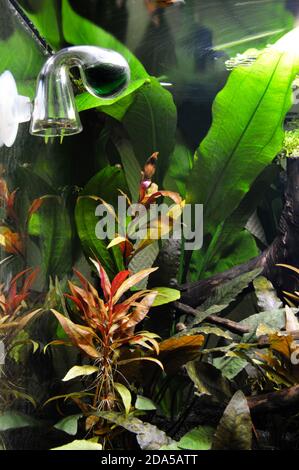 Vérificateur de gouttes avec des plantes d'aquarium, pour contrôler la quantité de co2 ou de dioxyde de carbone pour la croissance des plantes. Banque D'Images