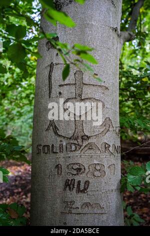 Wielkopolska, Pologne. 9 novembre 2020. Demain, le 10 novembre, est le 40e anniversaire de l'enregistrement du NSZZ Solidarnosc à Varsovie (Pologne). Sur la photo (prise le 16.10.2020, près de Poznan, Pologne): L'arbre avec une inscription et un dessin probablement fait dans le mémorable 1981 - une année importante pour l'histoire de la Pologne. LA PUBLICATION DANS LE CONTEXTE NÉGATIF EST INTERDITE. Credit: Dawid Tatarkiewicz/ZUMA Wire/Alay Live News Banque D'Images