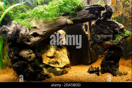 Magnifique décor aquatique dans un aquarium d'eau douce, décor amazonien. C'est aquascaping Banque D'Images