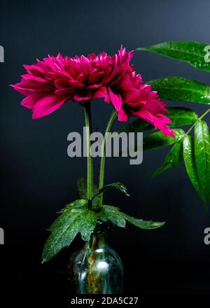 fleurs roses et une grande feuille verte sur une sombre arrière-plan Banque D'Images