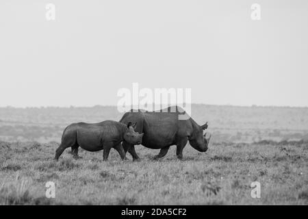 Afrique, Kenya, plaines du Serengeti du Nord, Maasai Mara. Rhinocéros noirs (SAUVAGES : Diceros bicornis), alias espèces à lèvres accrochantées, en danger critique d'extinction. NOIR ET BLANC Banque D'Images