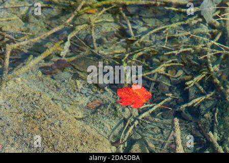 Feuille automnale solitaire rouge flottant dans l'eau claire. Concept d'automne Banque D'Images