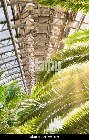 Palmiers différents dans une grande serre à la journée ensoleillée, lumière naturelle, éclairé par les rayons du soleil / plantes exotiques tropicales à feuilles persistantes dans le jardin botanique, verre r Banque D'Images