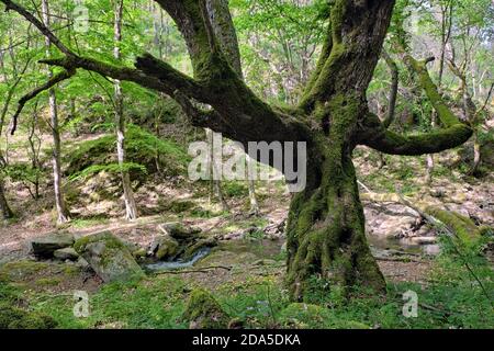 Vieux gros arbre ronrlé recouvert de bois de Malabotta, Sicile Banque D'Images