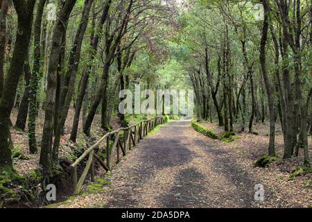 Chemin avec clôture dans les bois de chêne de l'Etna Park, Sicile Banque D'Images