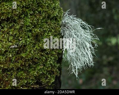 La barbe de l'ancien homme (Usnea) sur des mousses d'arbres dans le parc Etna, Sicile Banque D'Images