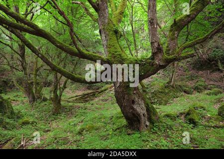 Vieux gros arbre ronrlé recouvert de bois de Malabotta, Sicile Banque D'Images