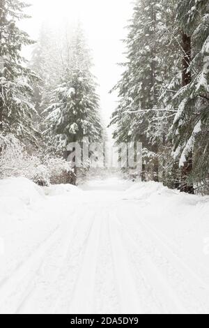 Route couverte de neige dans une forêt en hiver Banque D'Images