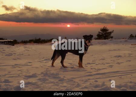 Chien sur la neige au coucher du soleil à l'Etna Park, Sicile Banque D'Images