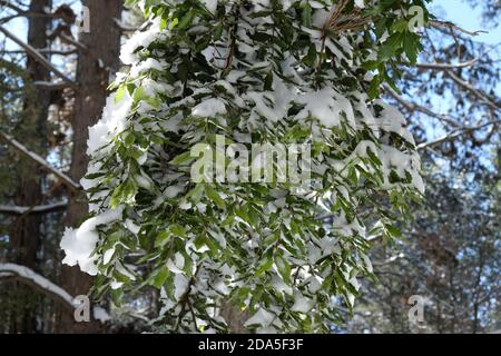 Feuilles de neige de chêne de Stockholm couvertes dans le parc Etna, Sicile Banque D'Images