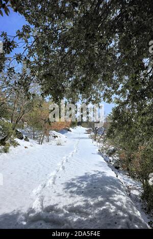 Empreinte de raquettes sur un sentier couvert de neige dans le parc Etna, en Sicile Banque D'Images