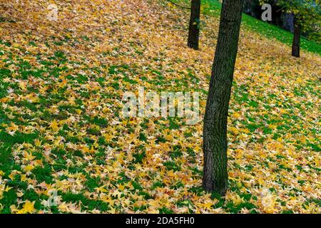 Scène d'automne de feuilles de bouleau multicolores tombées sur l'herbe verte Banque D'Images