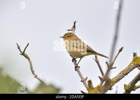 Le mouffpaille perce sur une branche d'un arbuste recouvert de lichen mort. Angleterre, Royaume-Uni. Banque D'Images