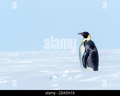 Pingouin empereur adulte, Aptenodytes forsteri, transporté sur glace près de Snow Hill Island, Mer de Weddell, Antarctique. Banque D'Images