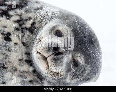 Phoque de Weddell adulte, Leptonychotes weddellii, reposant sur la glace sur l'île Paulet, mer de Weddell, Antarctique. Banque D'Images