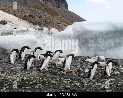 Adélie Penguins, Pygoscelis adeliae, colonie de reproduction à Brown Bluff, Antarctique Sound, Antarctique. Banque D'Images