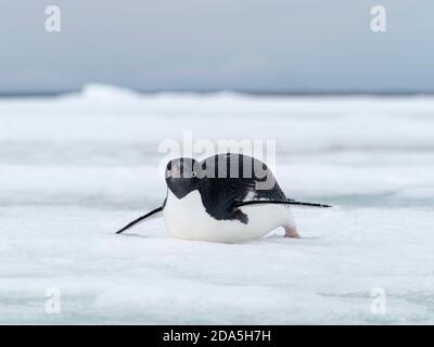 Manchot d'Adélie, Pygoscelis adeliae, sur glace rapide près de l'île du diable, mer de Weddell, Antarctique. Banque D'Images