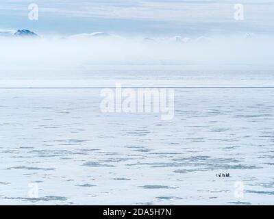 Adélie Penguins, Pygoscelis adeliae, sur glace rapide près de l'île du diable, mer de Weddell, Antarctique. Banque D'Images