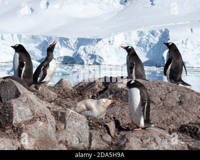 Un pingouin gentoo leucantique, Pygoscelis papouasie, montrant l'absence de mélanine nichant à la base chilienne Gonzalez Vdela, Antarctique. Banque D'Images