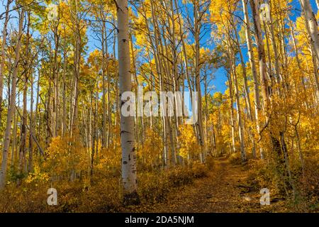 Un sentier forestier bordé d'immenses Aspens en couleur d'automne près du lac Warner dans la forêt nationale de Manti-la Sal, Utah. Banque D'Images
