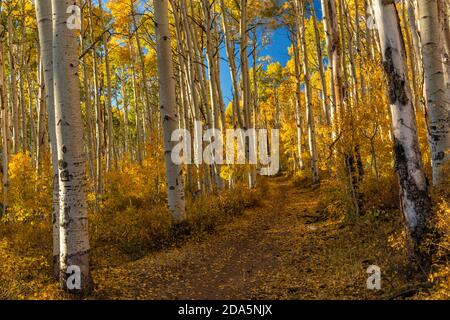 Un sentier forestier bordé d'immenses Aspens en couleur d'automne près du lac Warner dans la forêt nationale de Manti-la Sal, Utah. Banque D'Images