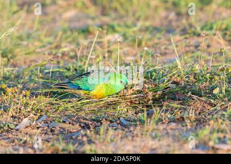 Un Parrot à rumissement rouge (Pseuphotus haematonotus) adulte mâle se nourrissant de têtes de fleurs dans l'herbe. Banque D'Images